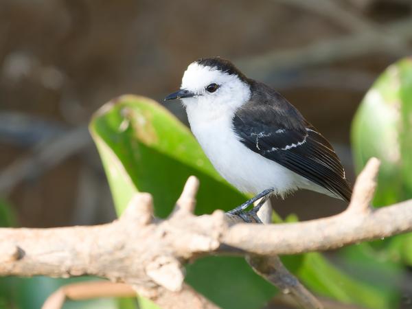 Zwartrugwatertiran (Fluvicola albiventer)